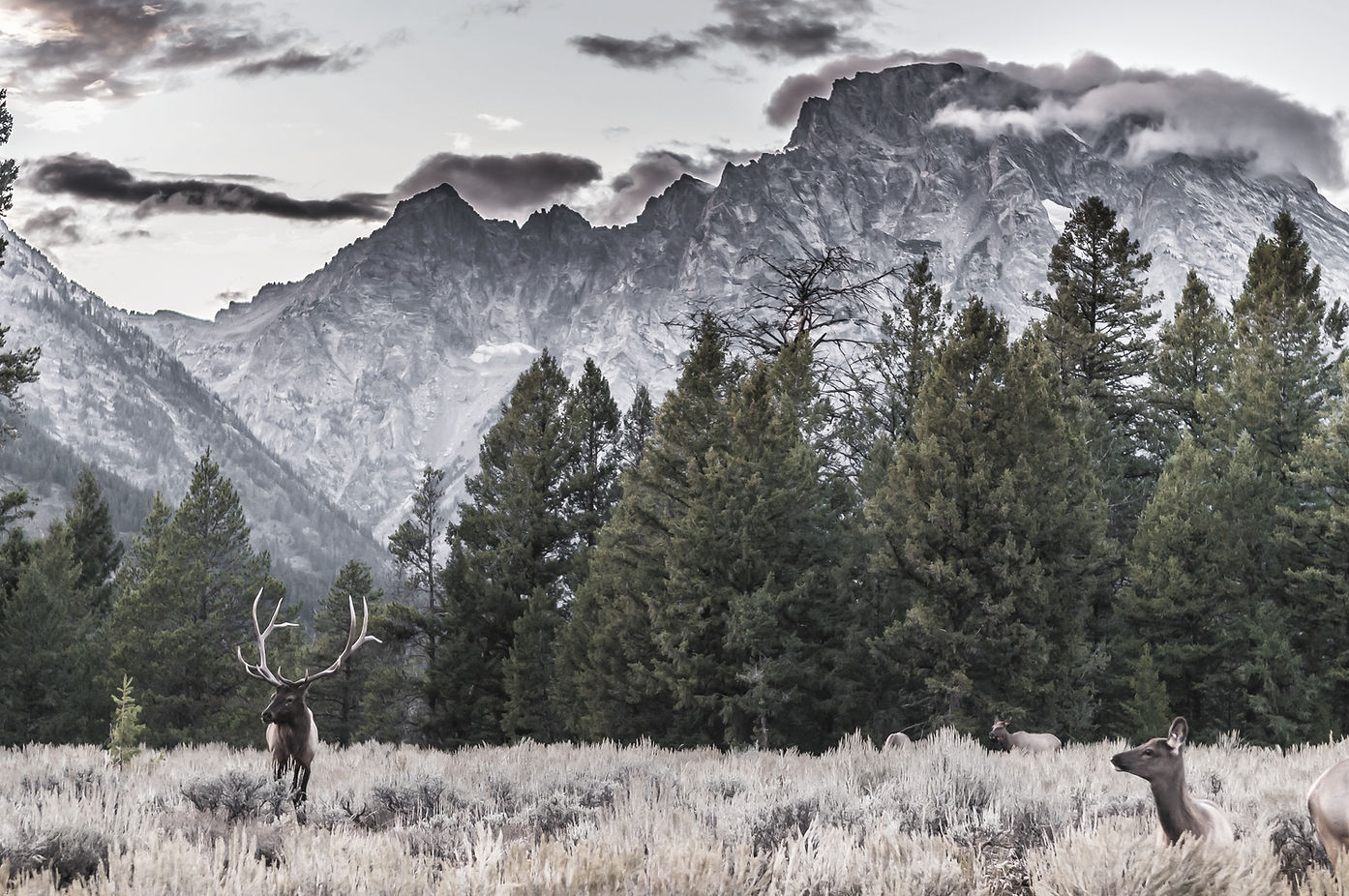 High Ridge Hunters Hunt Costs & Bookings | High Ridge Antlers