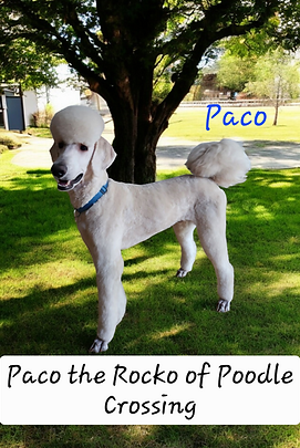 paco.png