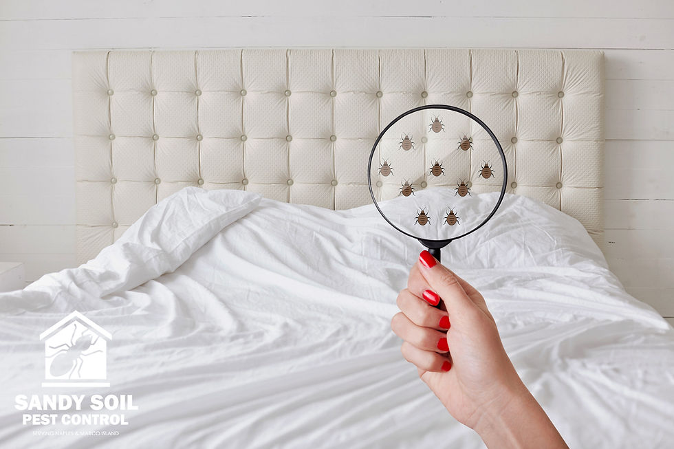 How to Choose the Right Pest Control Provider in My Area