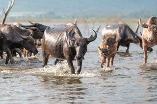 How to Train Your Carabao: Massive Beasts, Humble Knees
