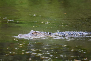 Power of Nature reveals a creature: the Crocodile.