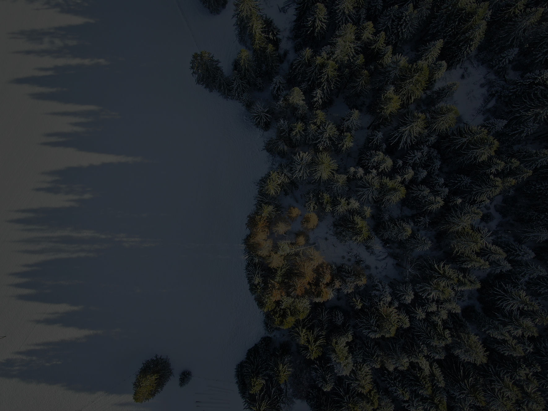 Pine Trees_edited.jpg