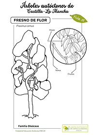 LAMINA 9 Fresno sin color (FINAL).png