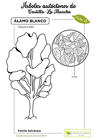 LAMINA 8 Álamo blanco sin color (FINAL).png