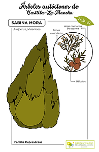 LAMINA Sabina mora color (FINAL).png