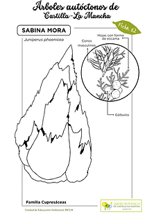LAMINA Sabina mora sin color (FINAL).png