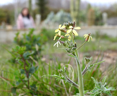 FOTO COYNCIA RUPETSTRIS.jpg