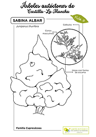LAMINA Sabina albar sin color (FINAL).png