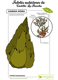 LAMINA Sabina mora color (FINAL).png