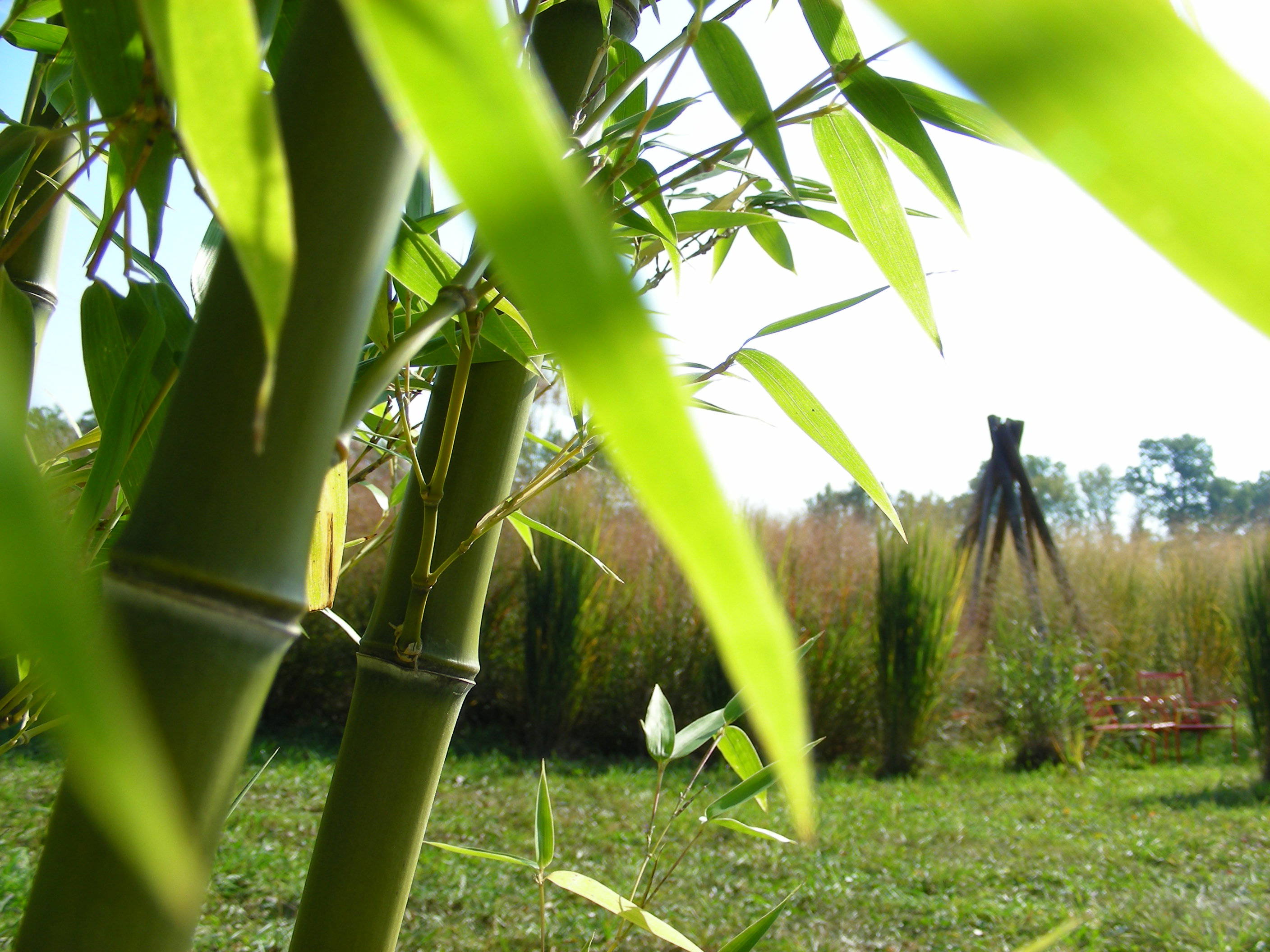 Bambouseraie, bambous, tourisme Accueil Les Jardins de Lornay