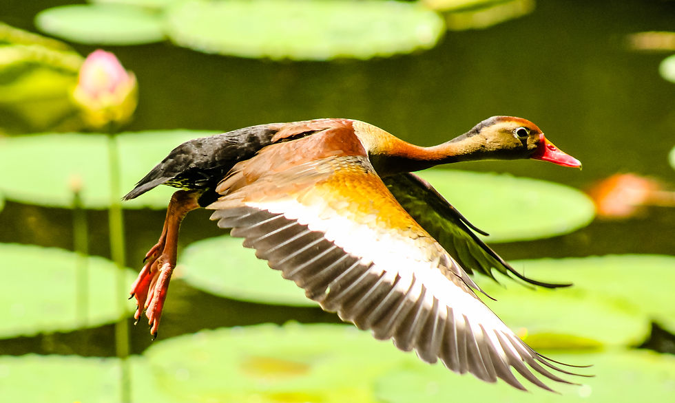 Duck Flys Over Lotus
