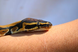 Python regius (piton bola)