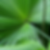 Miniaturbild: Saw palmetto plant