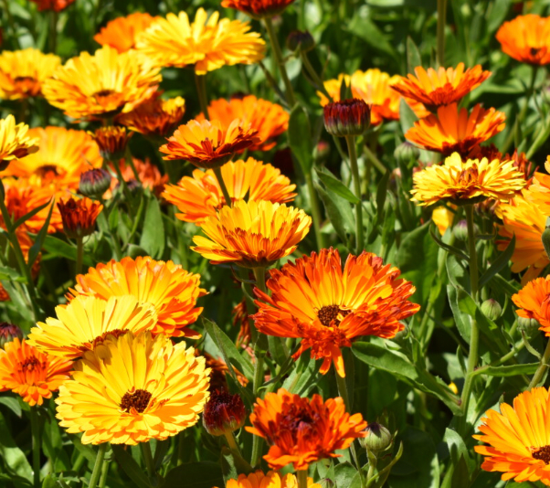 Küçük resim: Calendula flowers