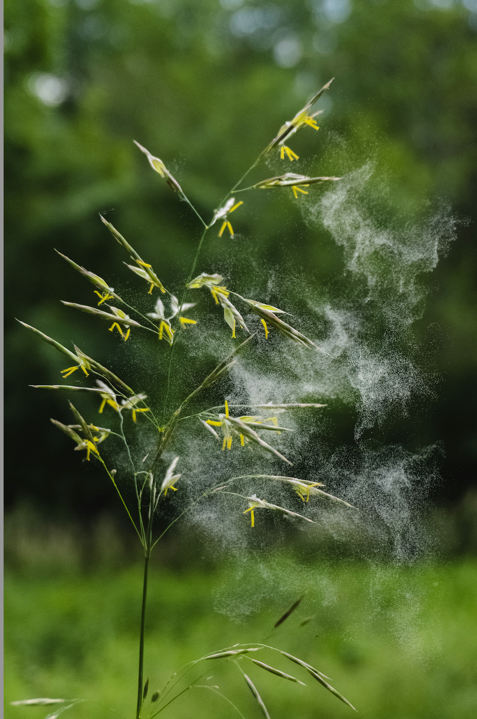 ​175. Seasonal Allergies And Herbal Solutions