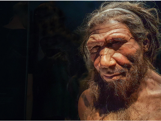 Photorealistic museum reconstruction of a Neanderthal man with reddish-brown hair, freckled skin and deep-set eyes — ancient human ancestor connected to Donna Troy Cleary's Irish hereditary herbalism lineage at Spiral Herbal Remedies Brooklyn"