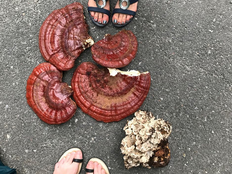 39. Stressssssssssss, the Immune System and Finding Home November 23, 2018