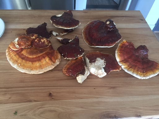 ight wild-harvested Ganoderma Lucidum Reishi mushroom caps laid out on a butcher block — foraged by Clinical Herbalist and MFA artist Donna Troy Cleary at Mildred's Lane artist residency in rural Pennsylvania, later dried and made into Spiral Herbal Remedies' Reishi Purist Tincture double decoction