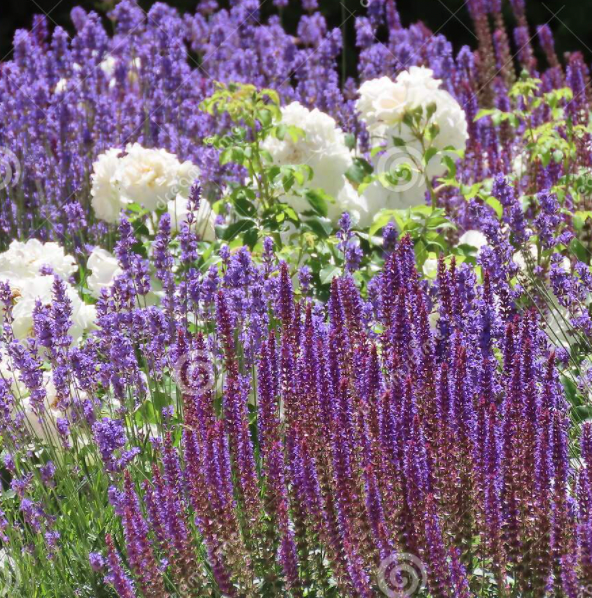 Küçük resim: lavender flowers