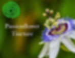 Passion flower