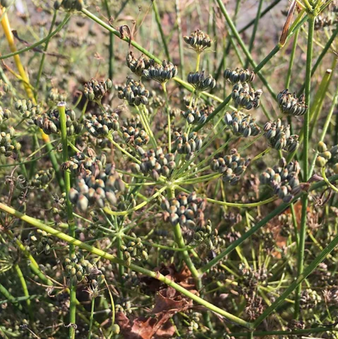 サムネイル： To Your Health Tea, A blend of delicious healing herbs.