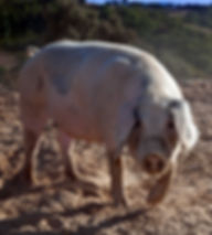 O Bísaro | Museu do Bísaro