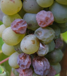 650_Chenin_InterLoire.jpeg