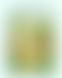 The Power of the Pause: Rooted in Response Over Reaction