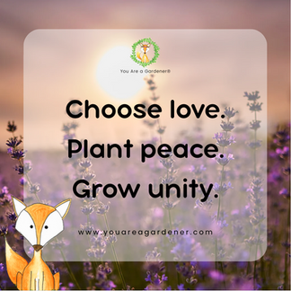 inspiring quote say choose love . plant peace. grow unity. with a fox and lavendar field at sunrise. pretty and hopeful