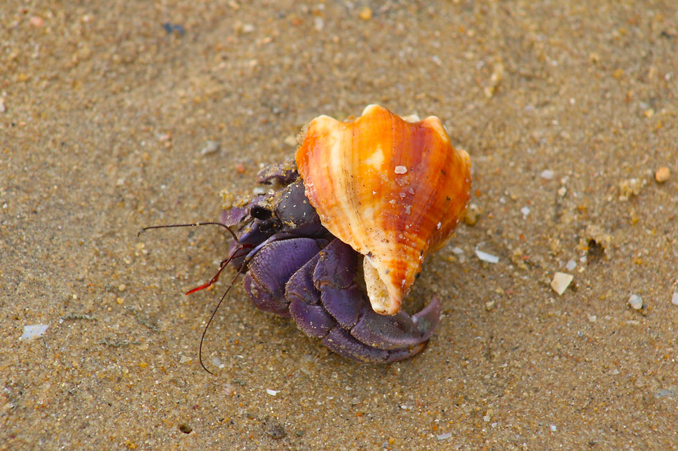 Hermit crabs are unique crustaceans that lack a hard, protective exoskeleton over their soft, vulnerable abdomens. To defend themselves against predators, they scavenge and inhabit discarded gastropod shells, mostly from sea snails. As the hermit crab grows, it must periodically abandon its current home to find and move into a larger shell, a process that often triggers intense competition or cooperative "vacancy chains" among groups of crabs.