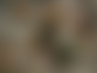 What do you know about Mushrooms?