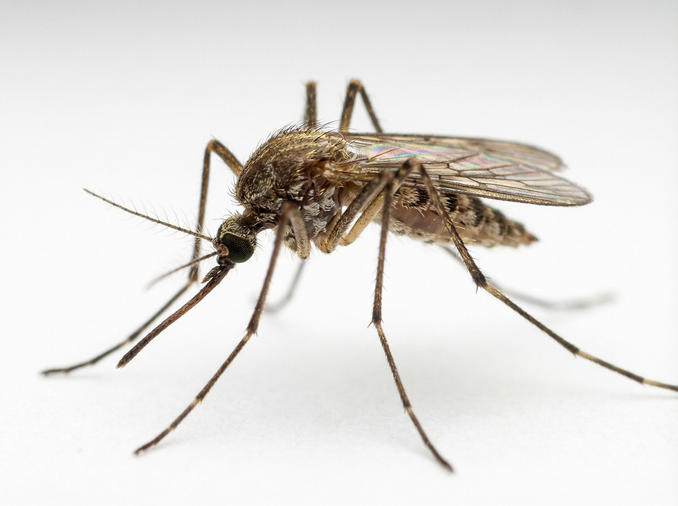 Mosquito.png