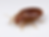 Bed Bug.png