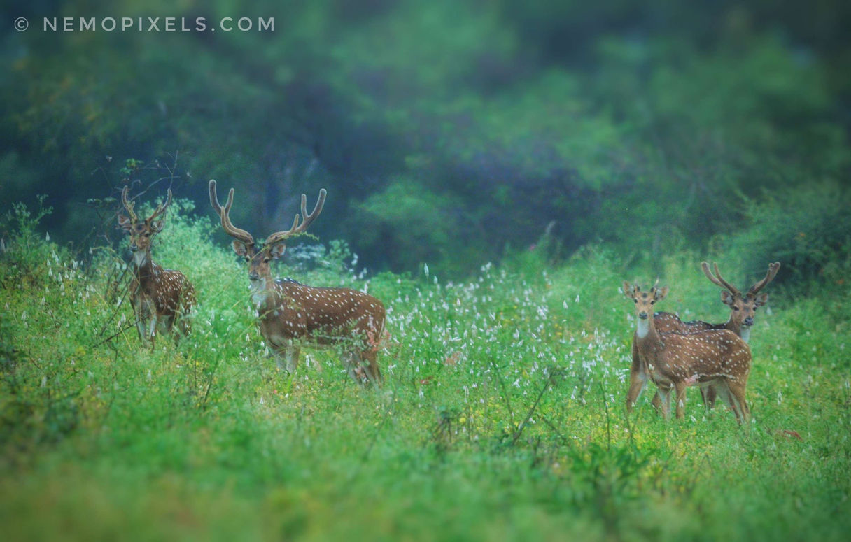 Spotted Deers next to our fence