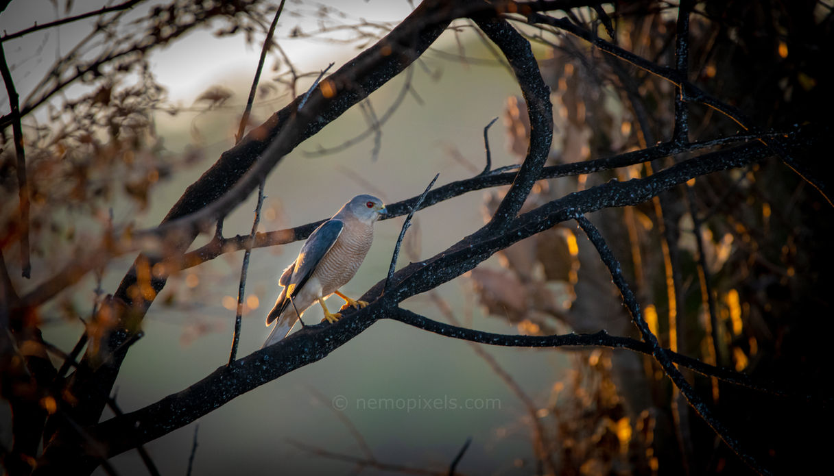 Shikra Bird seen at Astroville
