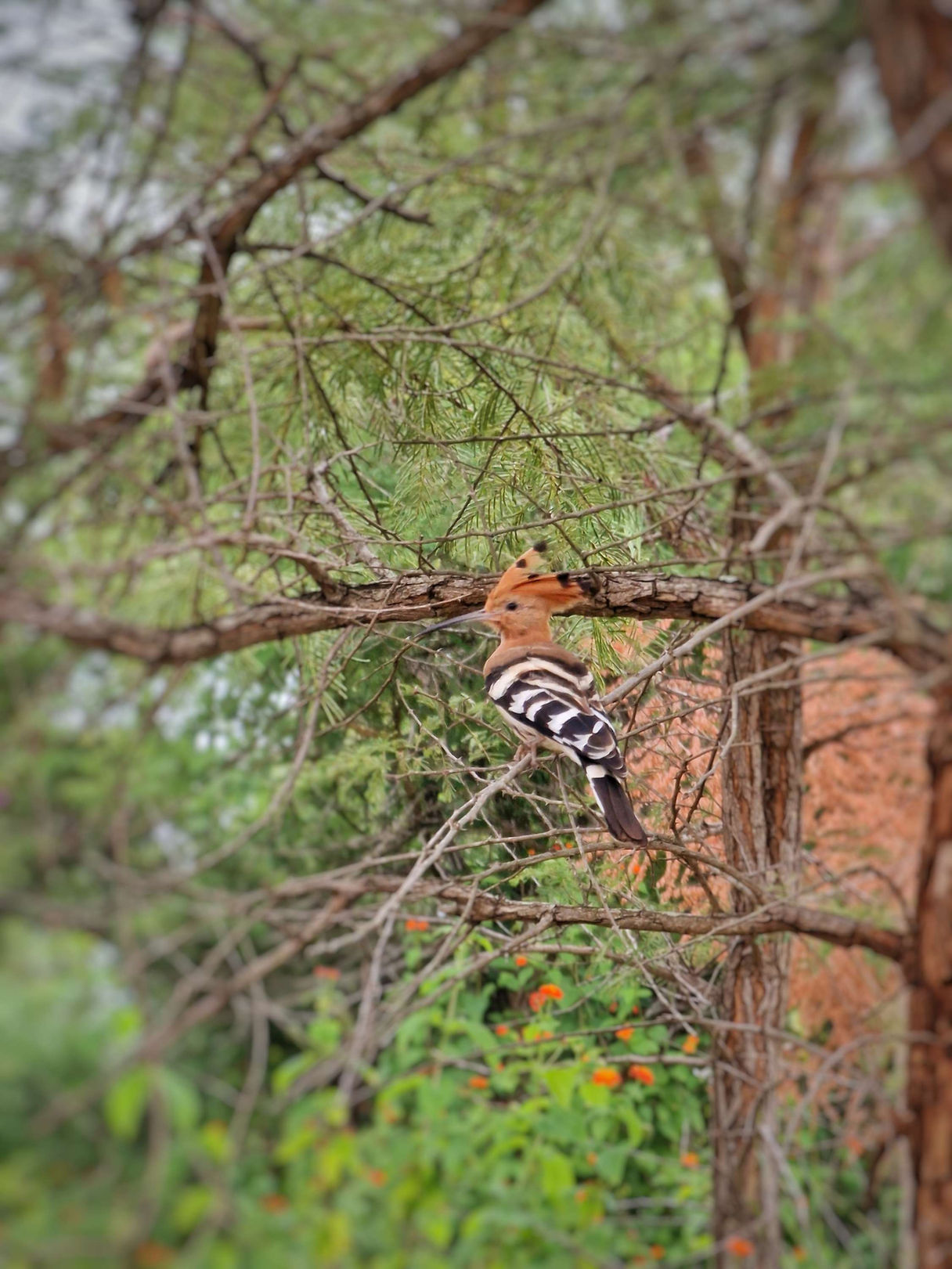 Eurasian Hoopoe sighted at Astroville