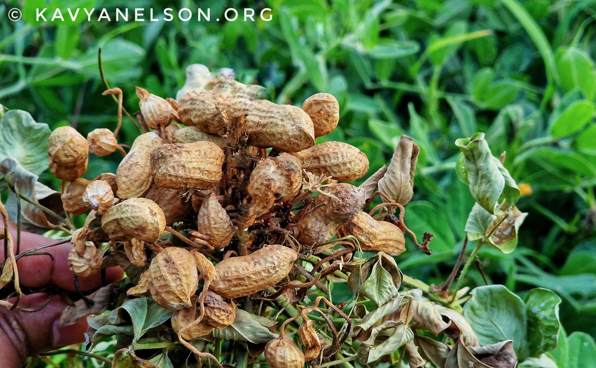 Groundnuts grown at Astroville
