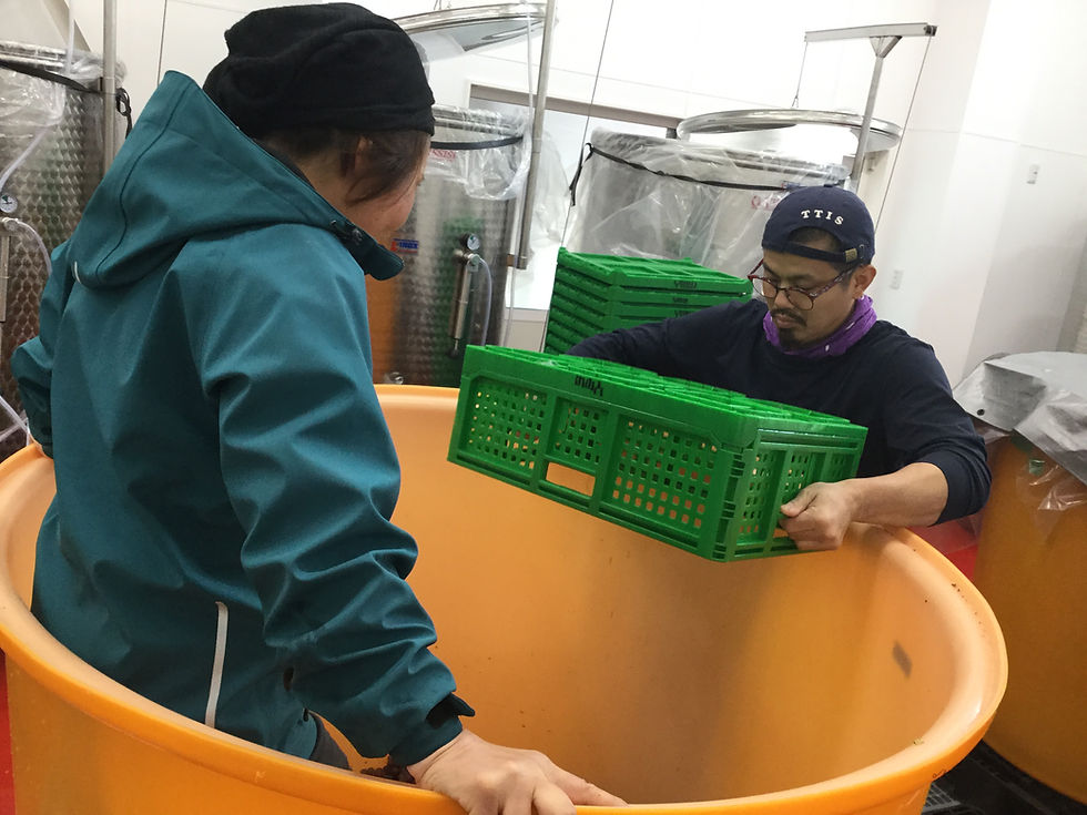 サムネイル： YellowMagicWinery   ASHID DELA  2024