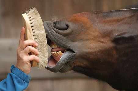 cheval qui se frotte à une brosse