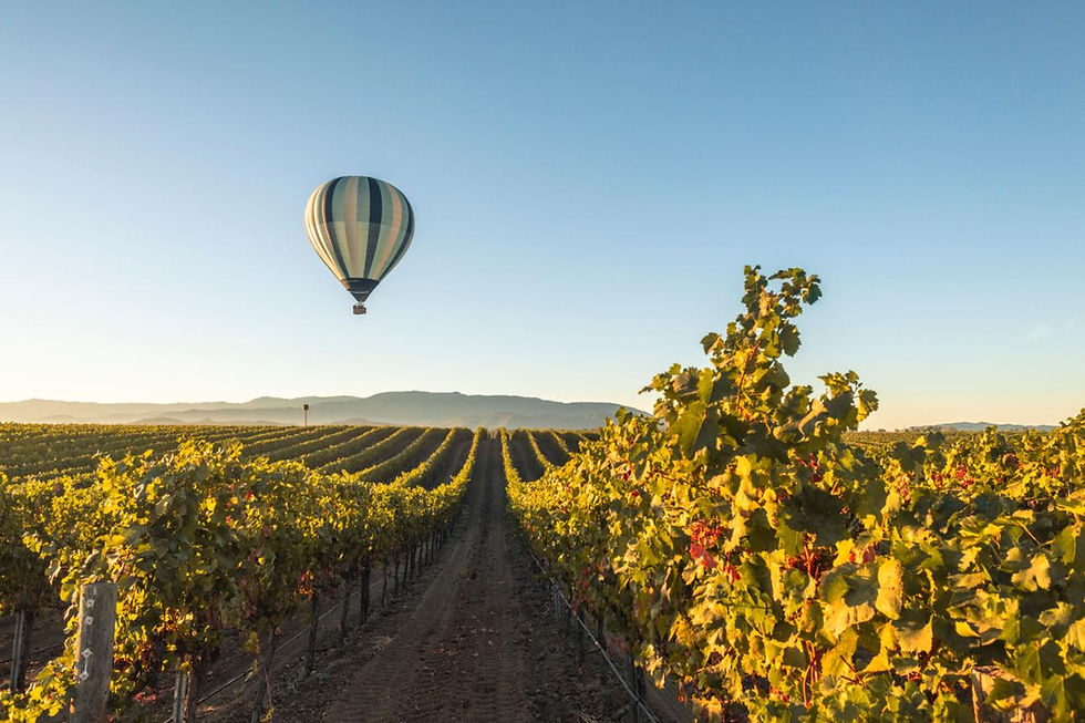 Hot Air Balloons over Vineyards