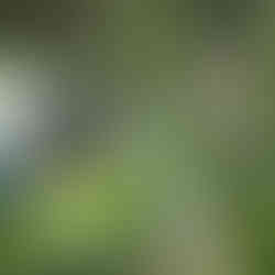 ボランティア団体 エース会 2022年4月22日 活動報告6