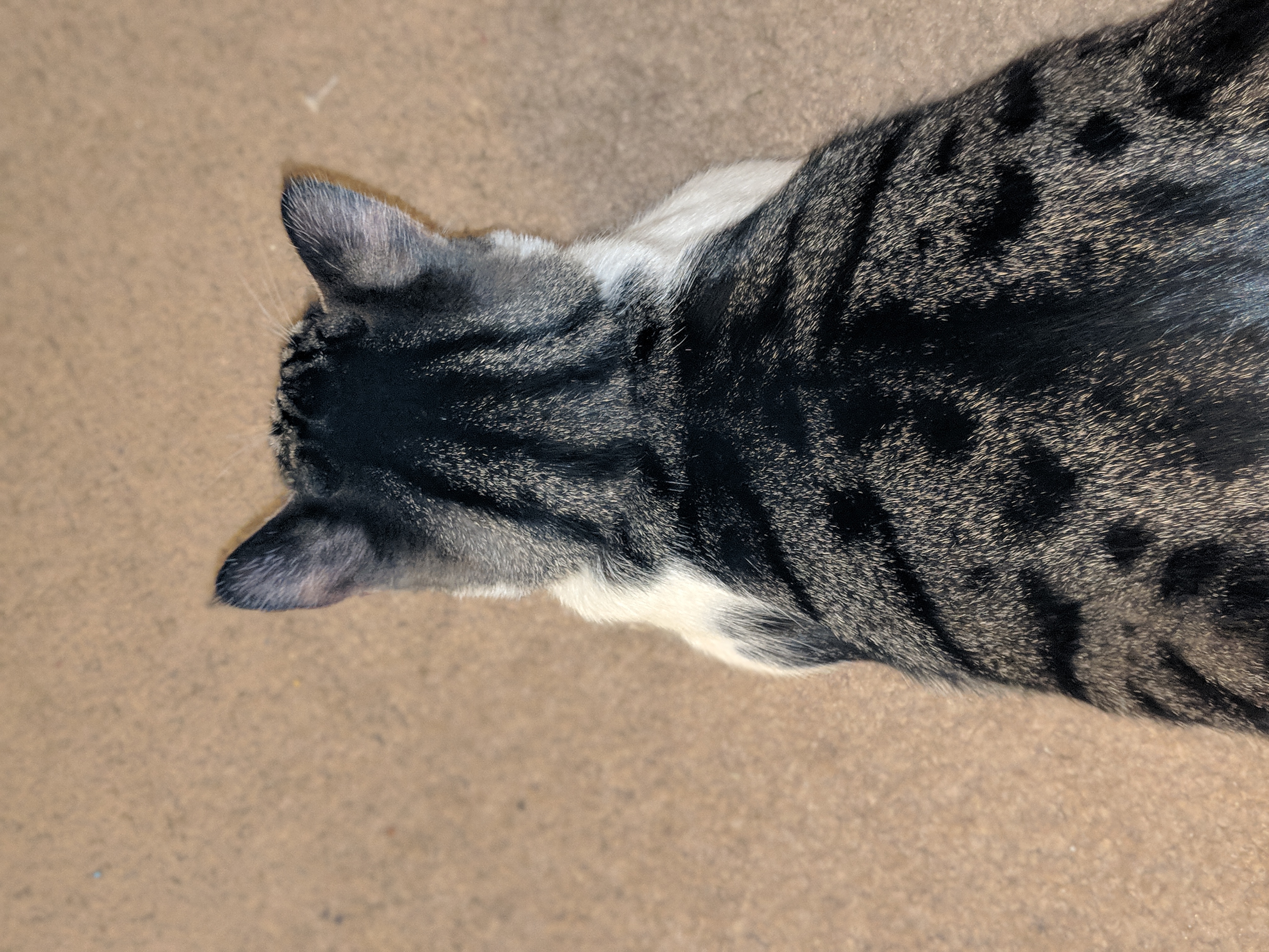 Uncover The Secret To Finding Your Feline Soulmate Craigslist San Antonio S Pet Paradise - pq8mrqf