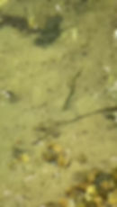 Thumbnail: 7" Cupped Needle tip Finesse worm