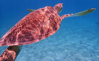 Snorkeling clear turquoise water off St. John with a turtle beneath the surface.