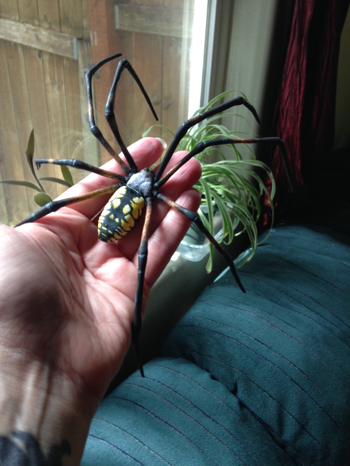 Gumpaste Spider