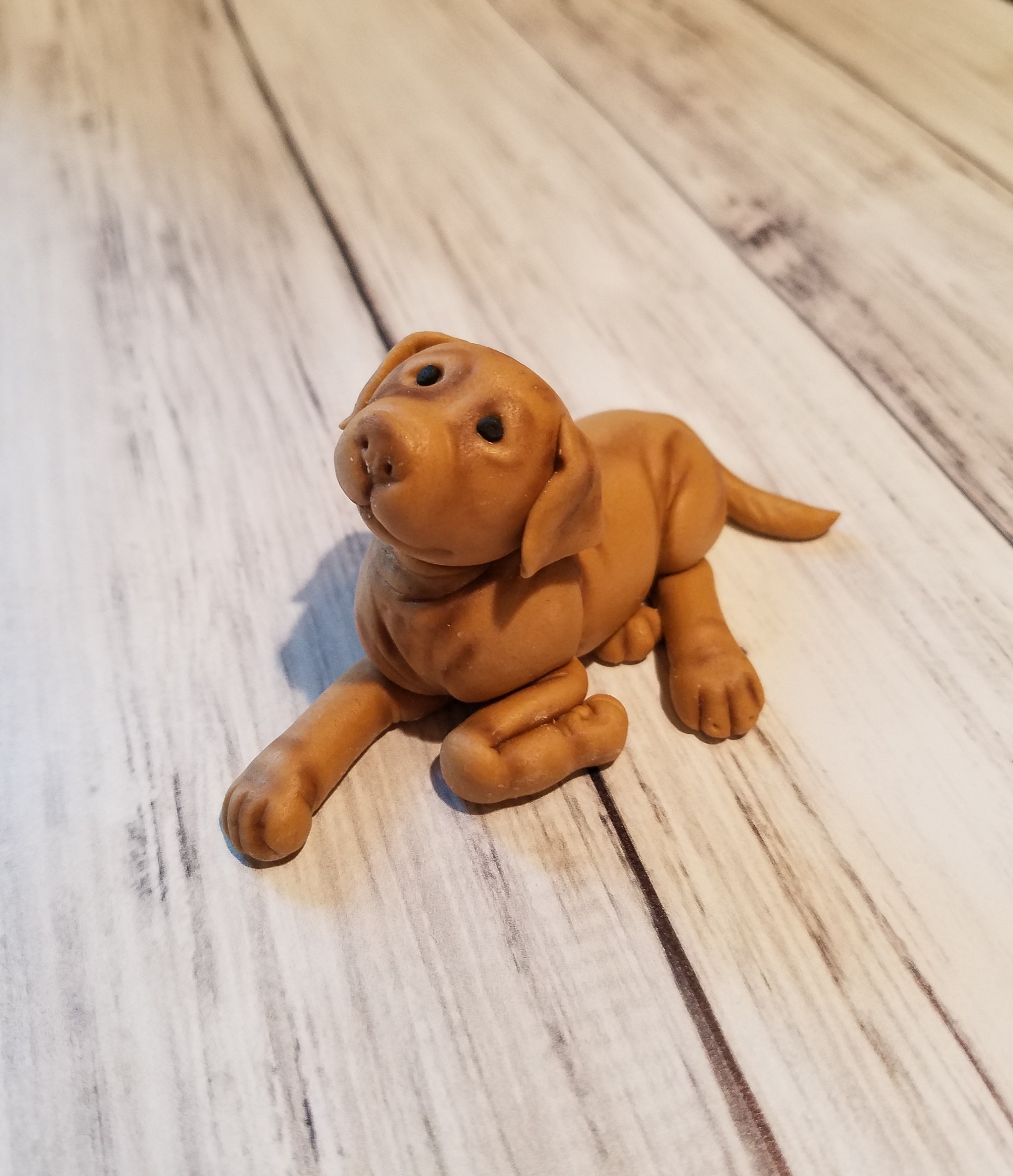 Sweet little puppy!