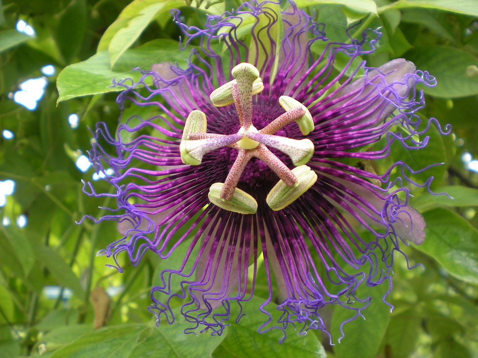 Thumbnail: cincinnata 'Dark Pollen '