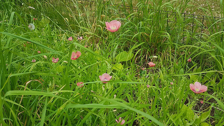 poppies bg.jpg