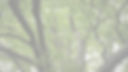 oak tree bg_edited.jpg