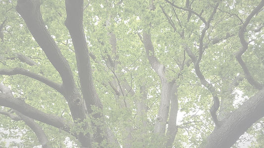 oak tree bg_edited.jpg